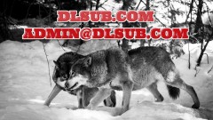 STOCK MARKET WOLF - Complete Option Course (stockmarketwolf.com) $999